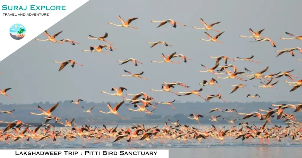 Lakshadweep Trip Pitti Bird Sanctuary