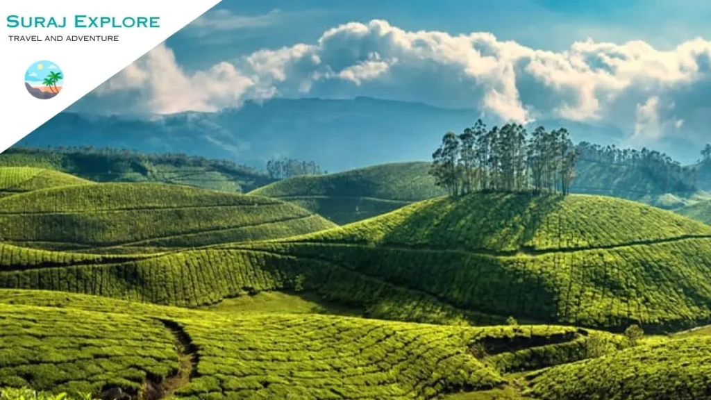Tea Garden Darjeeling