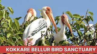Kokkare Bellur Bird Sanctuary