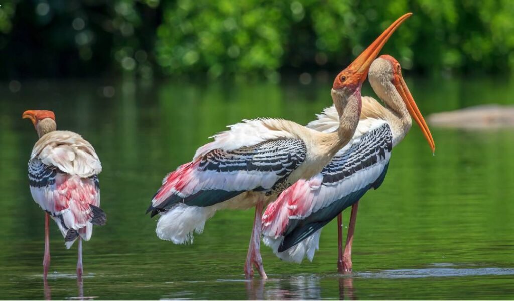 Kokkare Bellur Bird Sanctuary